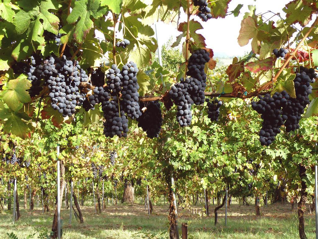 Agriturismo Ca' Isotta Castello di Serravalle Eksteriør bilde